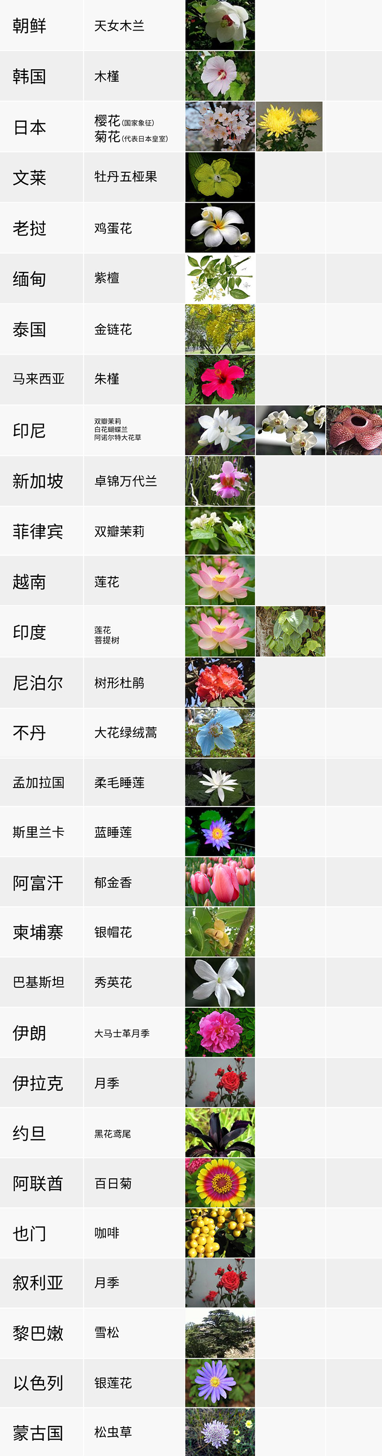 國花,生活,創(chuàng)意,設計,全力設計