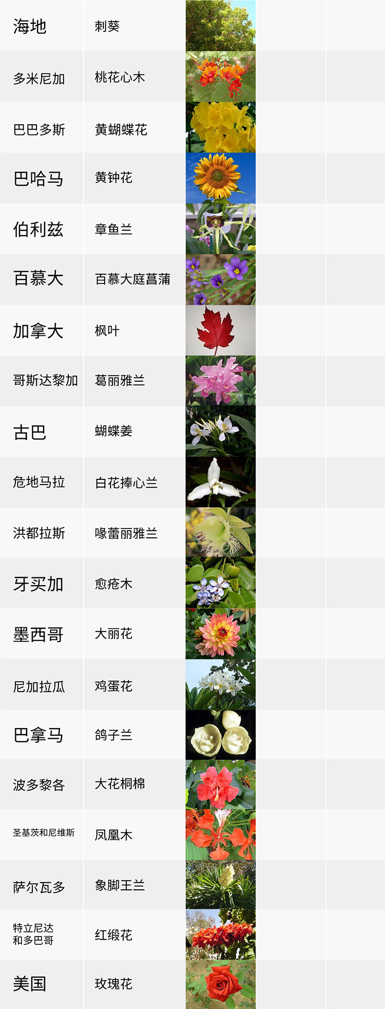 國花,生活,創(chuàng)意,設計,全力設計
