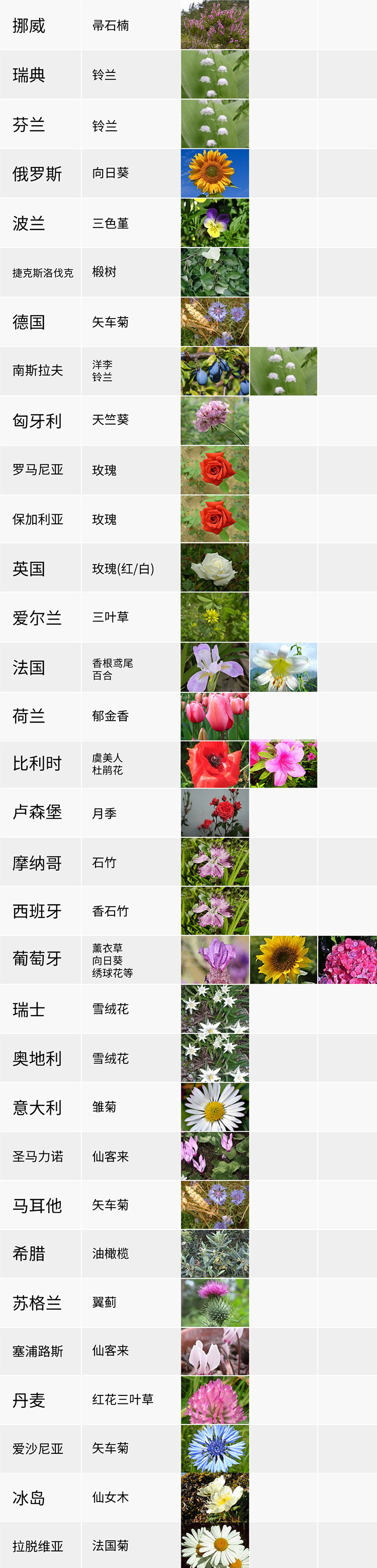 國花,生活,創(chuàng)意,設計,全力設計