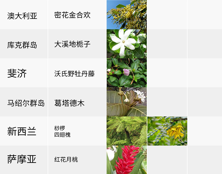 國花,生活,創(chuàng)意,設計,全力設計