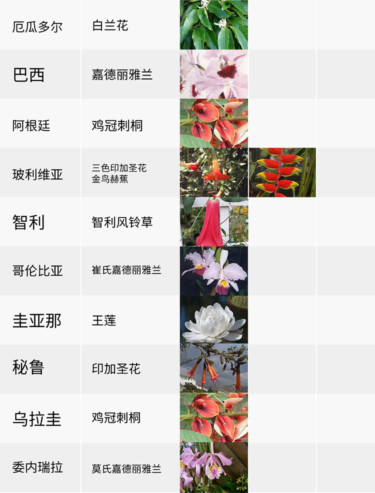 國花,生活,創(chuàng)意,設計,全力設計